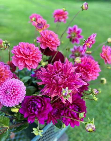 Dorset Dahlias